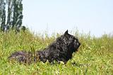 BOUVIER DES FLANDRES 493